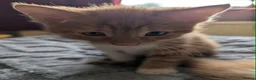 Domestic Shorthair cats for sale: 5 Ginger Kittens - Advert 23