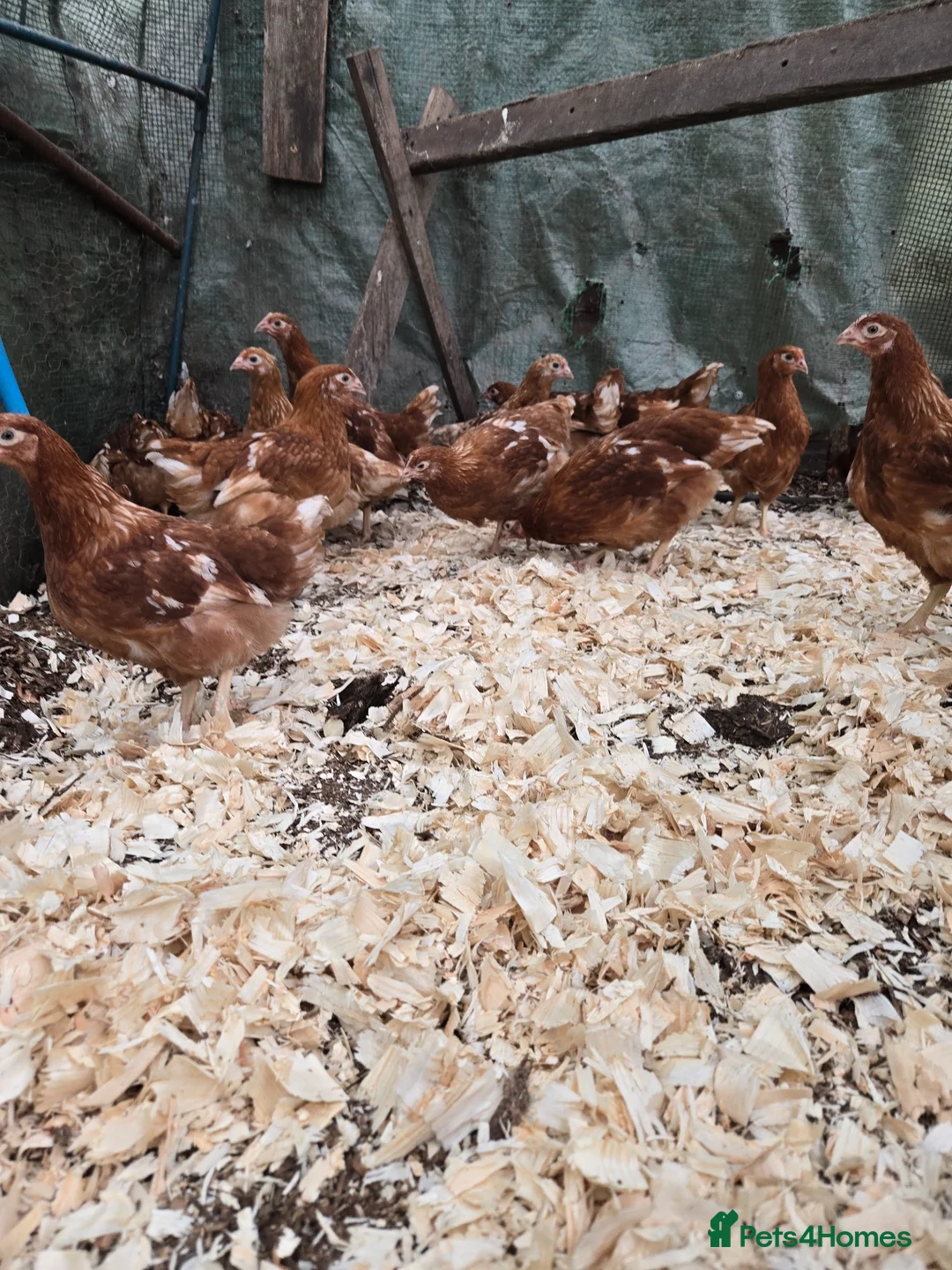 Chickens poultry for sale: Bovan Brown chickens  - Advert 4