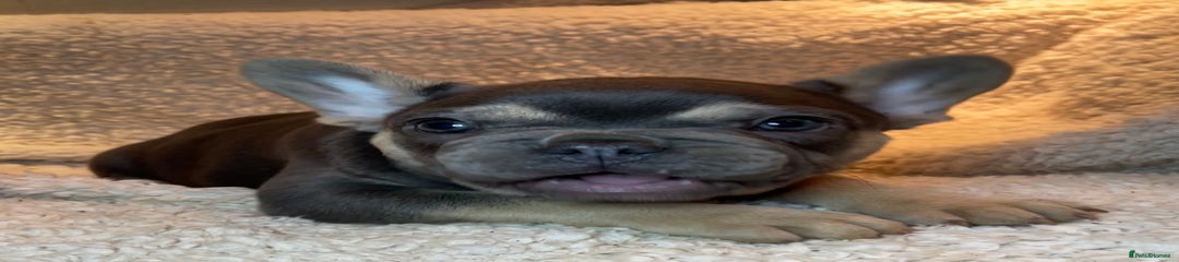 French Bulldog Puppy 5