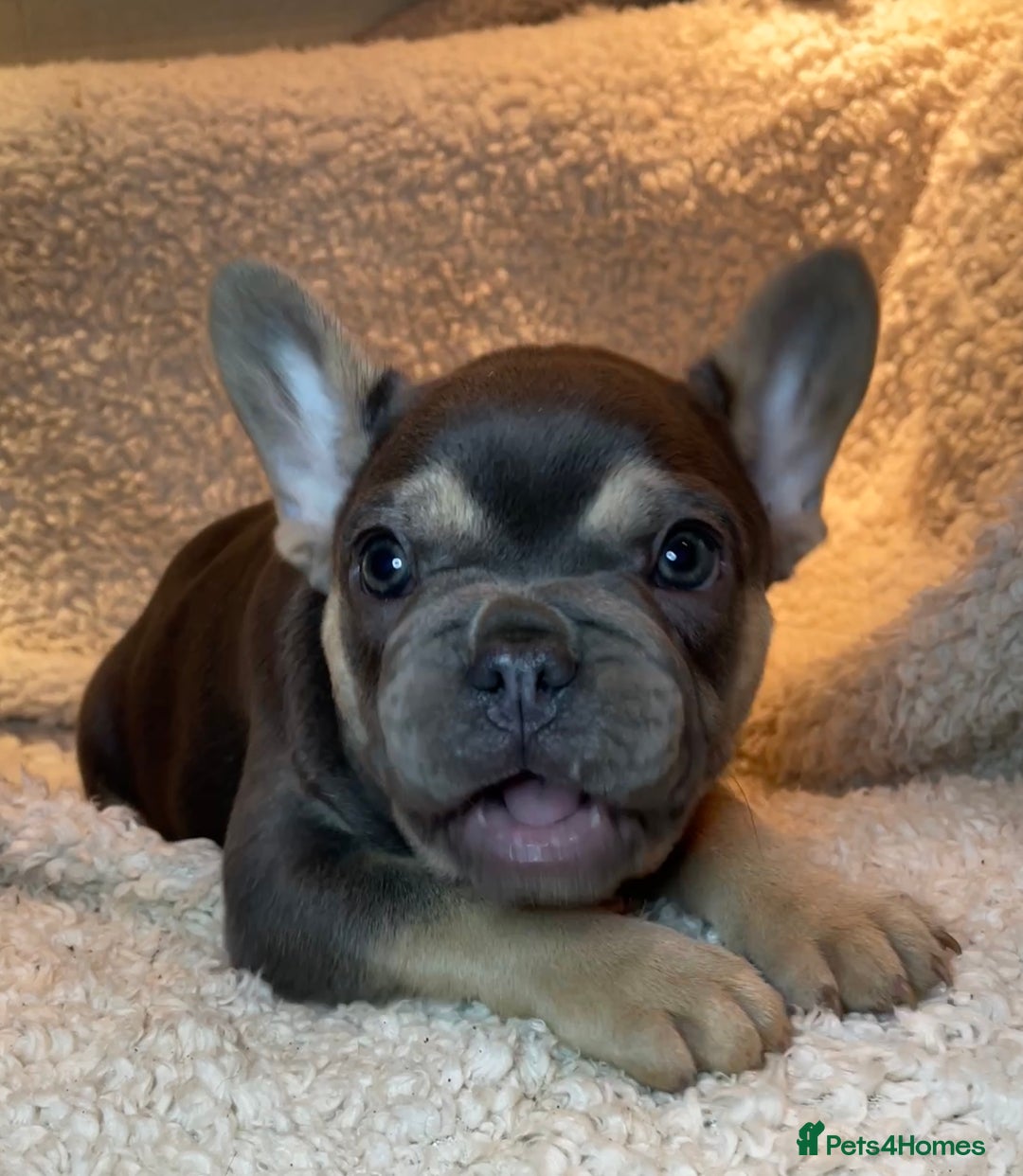 French Bulldog dogs for sale: Beautiful Fluffy Frenchie Pups - Advert 23