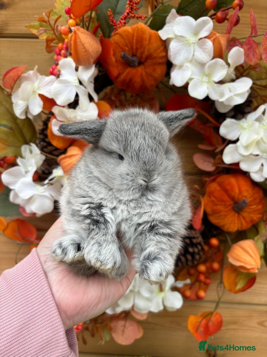 Mini Lop rabbits for sale: Well Socialised Mini Lops - Advert 8