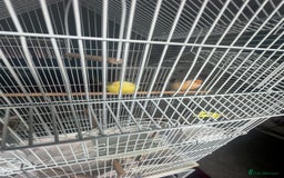 Canaries birds for sale: two canaries in pairs  - Image 4
