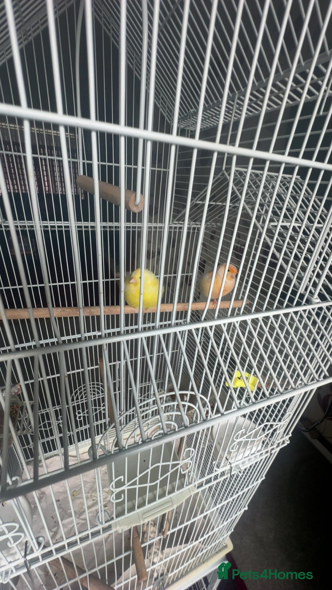 Canaries birds for sale: two canaries in pairs  - Image 4