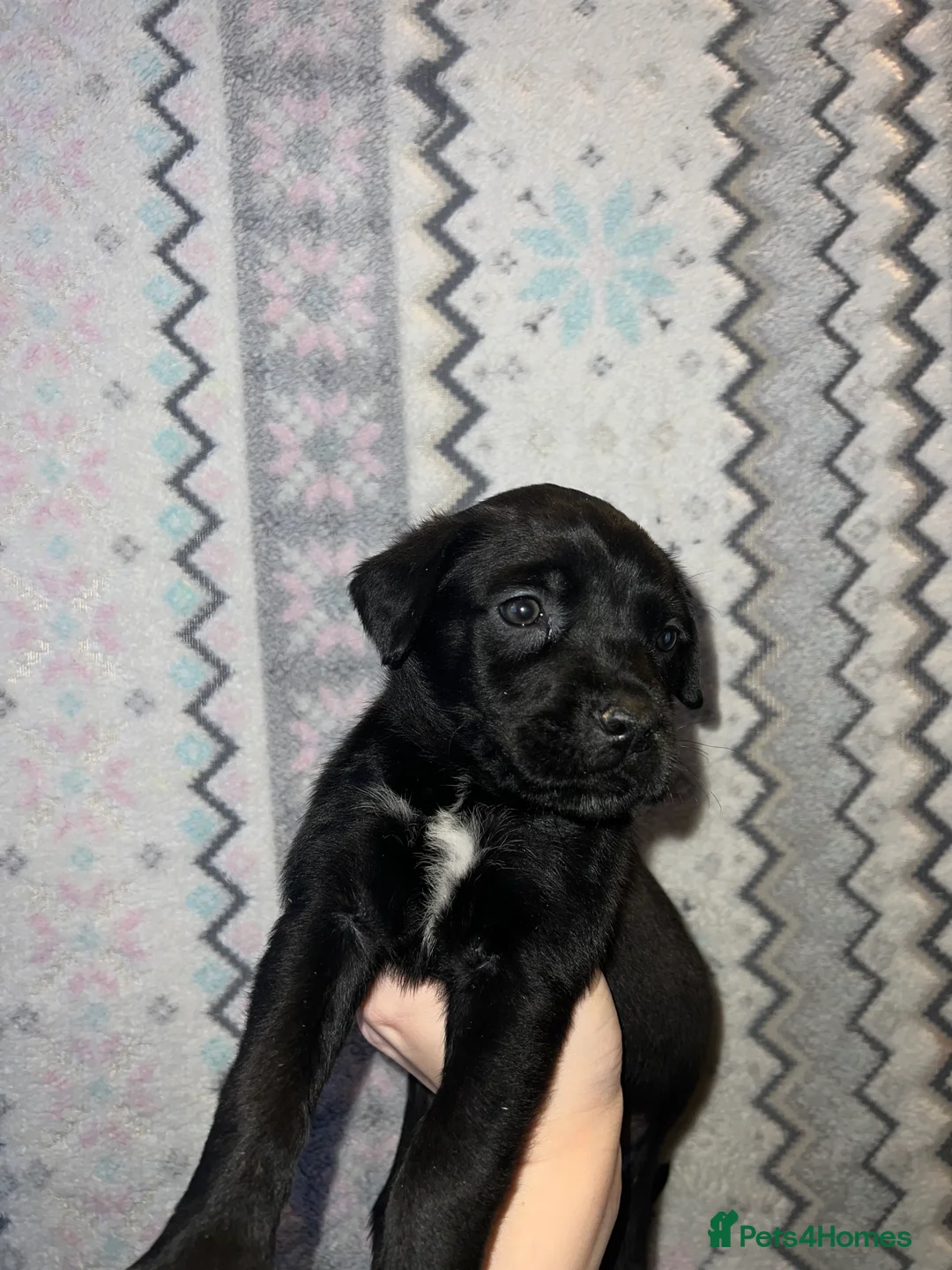 Mixed Breed dogs for sale: Cane Corso x Belgian Malinois Puppies –Hand-Reared in Mexborough - Advert 23