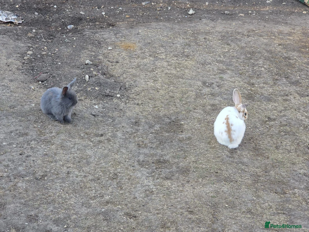 Mixed Breed rabbits for sale: Rabbits for sale in Amersham - Advert 2