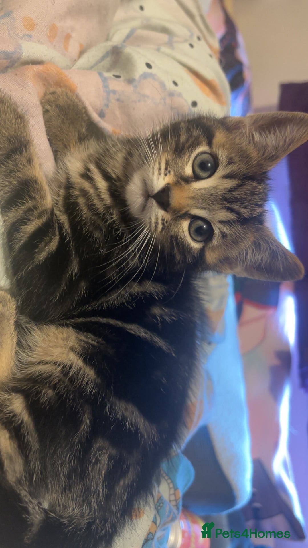 Mixed Breed cats for sale: 3 Lovely Kits for Sale  - Advert 10