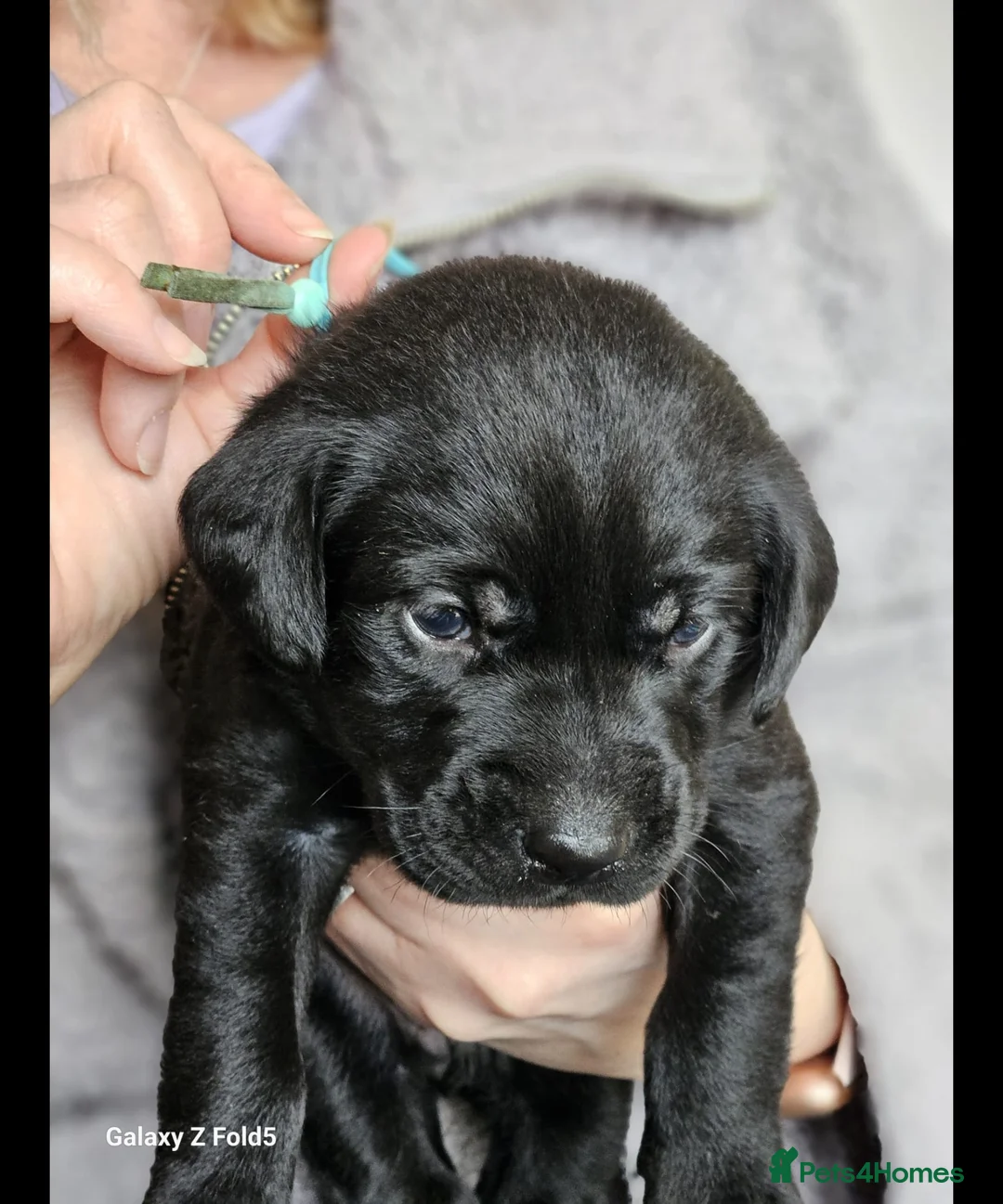 Labrador Retriever dogs for sale: Stunning RKC Litter - Advert 2