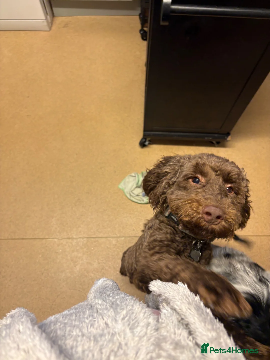 Cockapoo dogs for sale: Bear  in Ashford - Advert 2