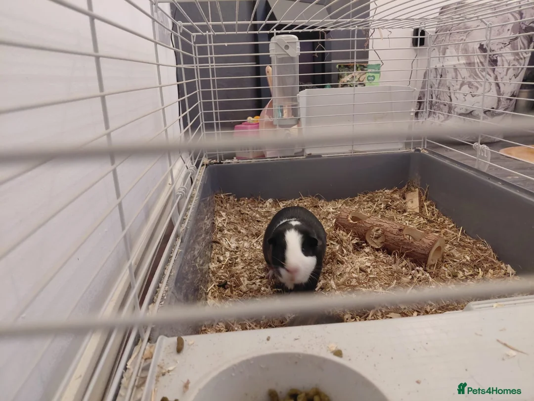 Guinea Pig rodents for sale: For adoption  in London - Advert 2