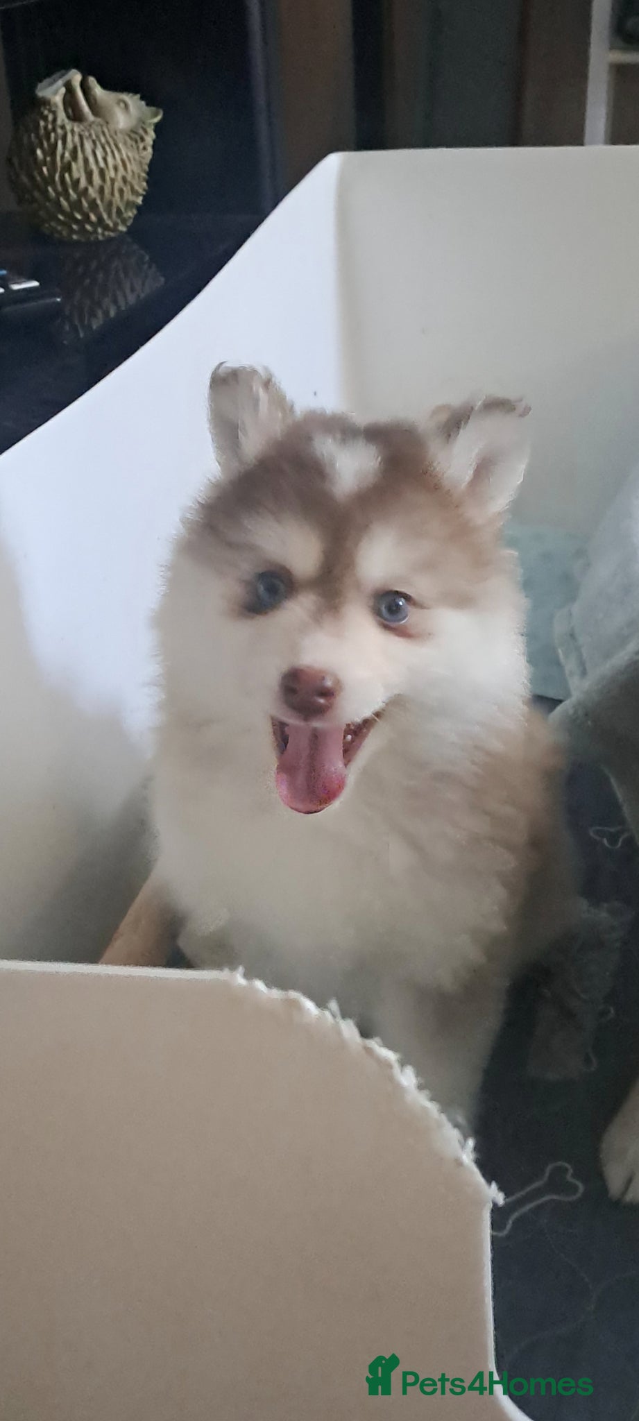 Pomsky dogs 2 Beautiful F4 generation, toy size Pomsky girls❤️ - Advert 12