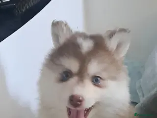 Pomsky dogs 2 Beautiful F4 generation, toy size Pomsky girls❤️ - Advert 12
