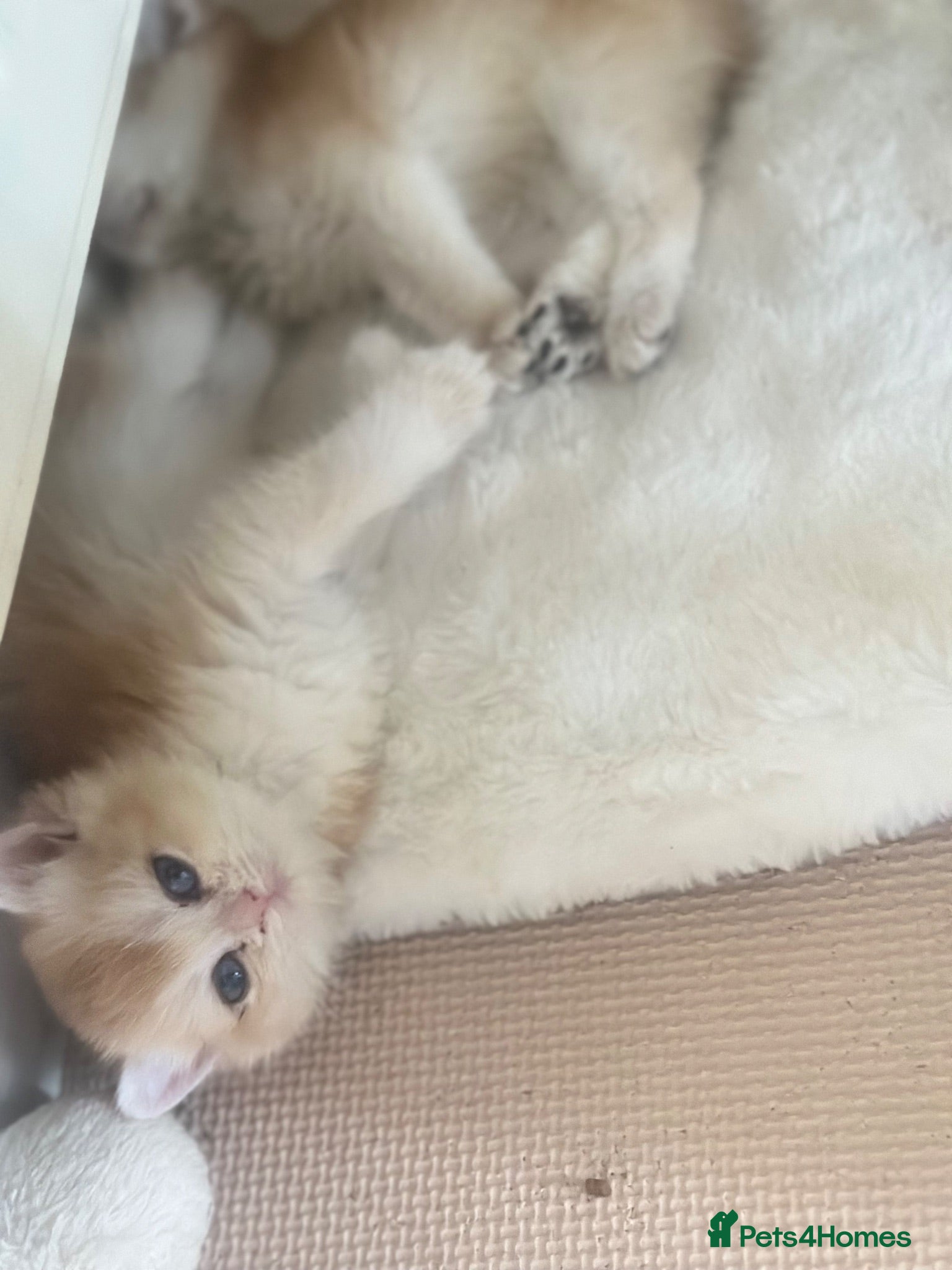 British Shorthair cats Gorgeous GCCF registered British shorthair Gold. - Advert 2