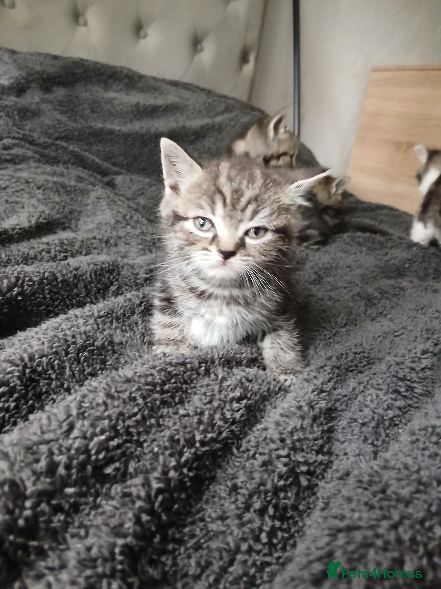 Mixed Breed cats Kittens for sale  - Advert 11
