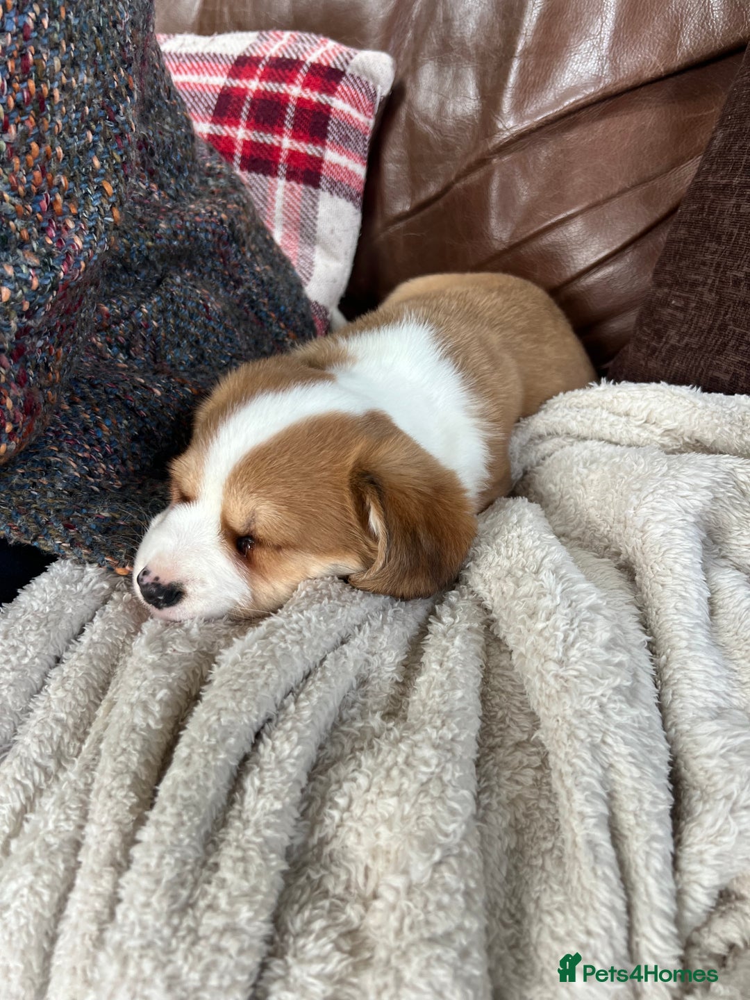 Welsh Corgi Pembroke dogs for sale: Corgi puppies, 2 brothers.  - Advert 9
