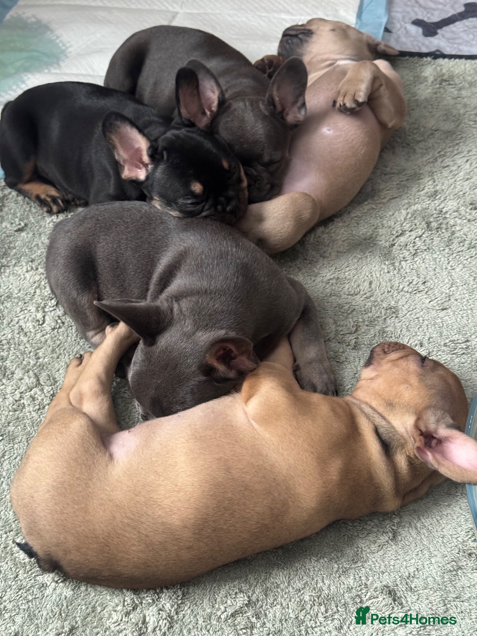French Bulldog dogs 5 Chunky French Bulldog Puppies  - Advert 2
