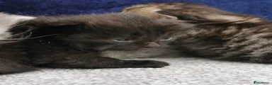 Siberian Kitten 1