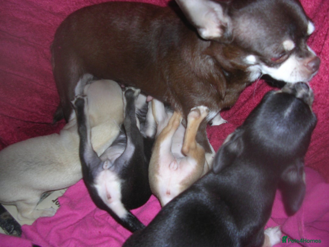 Chihuahua dogs for sale: Pedigree Chihuahua puppies - Image 8
