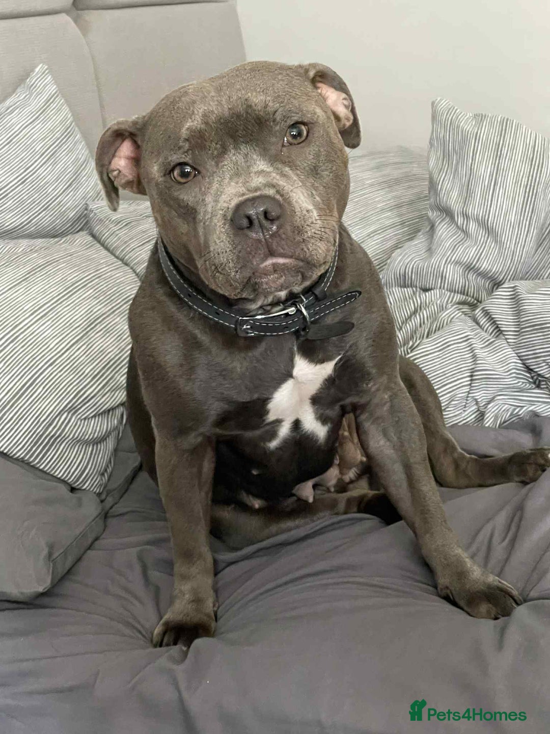 Staffordshire Bull Terrier dogs for sale: Stunning blue Staffordshire bull terrier puppies  - Advert 2