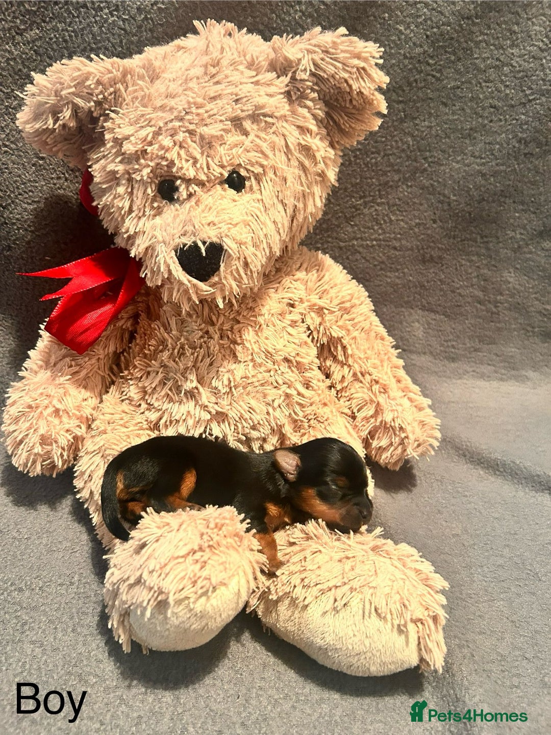 Yorkshire Terrier dogs for sale: Yorkshire terrier  - Advert 24