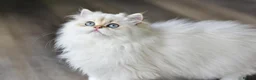British Longhair cats for sale: TICA Pedigree Top Quality British Long Hair Kitten - Advert 9
