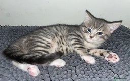 British Shorthair cats for sale: Silver tabby  - Image 6