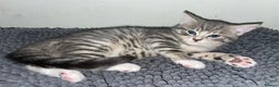 Domestic Shorthair cats for sale: Silver tabby  - Advert 6