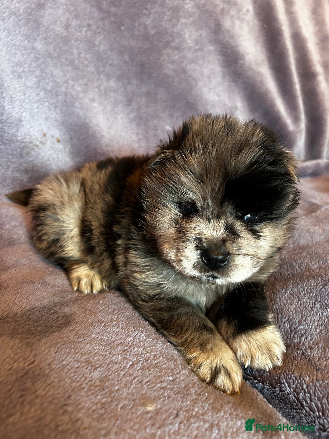 Chow Chow dogs for sale: Stunning chow chow puppies  - Advert 17