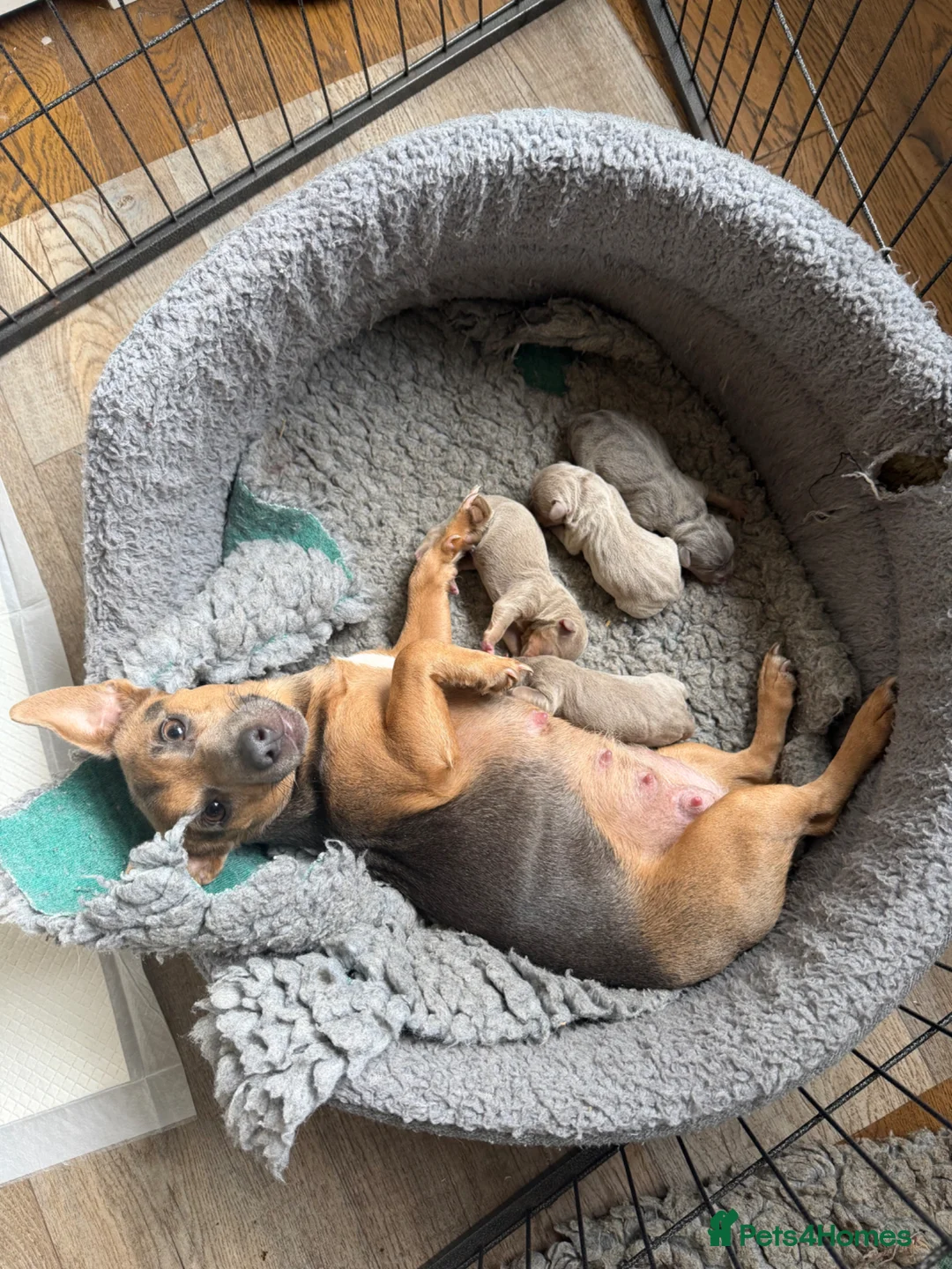 Jack Russell dogs for sale: Miniature Jack Russell Pups - Lilac & Tan - Advert 1