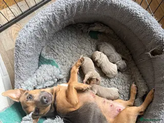 Jack Russell dogs Miniature Jack Russell Pups - Lilac & Tan - Advert 1