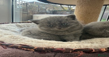 Scottish Fold cats - Advert 1