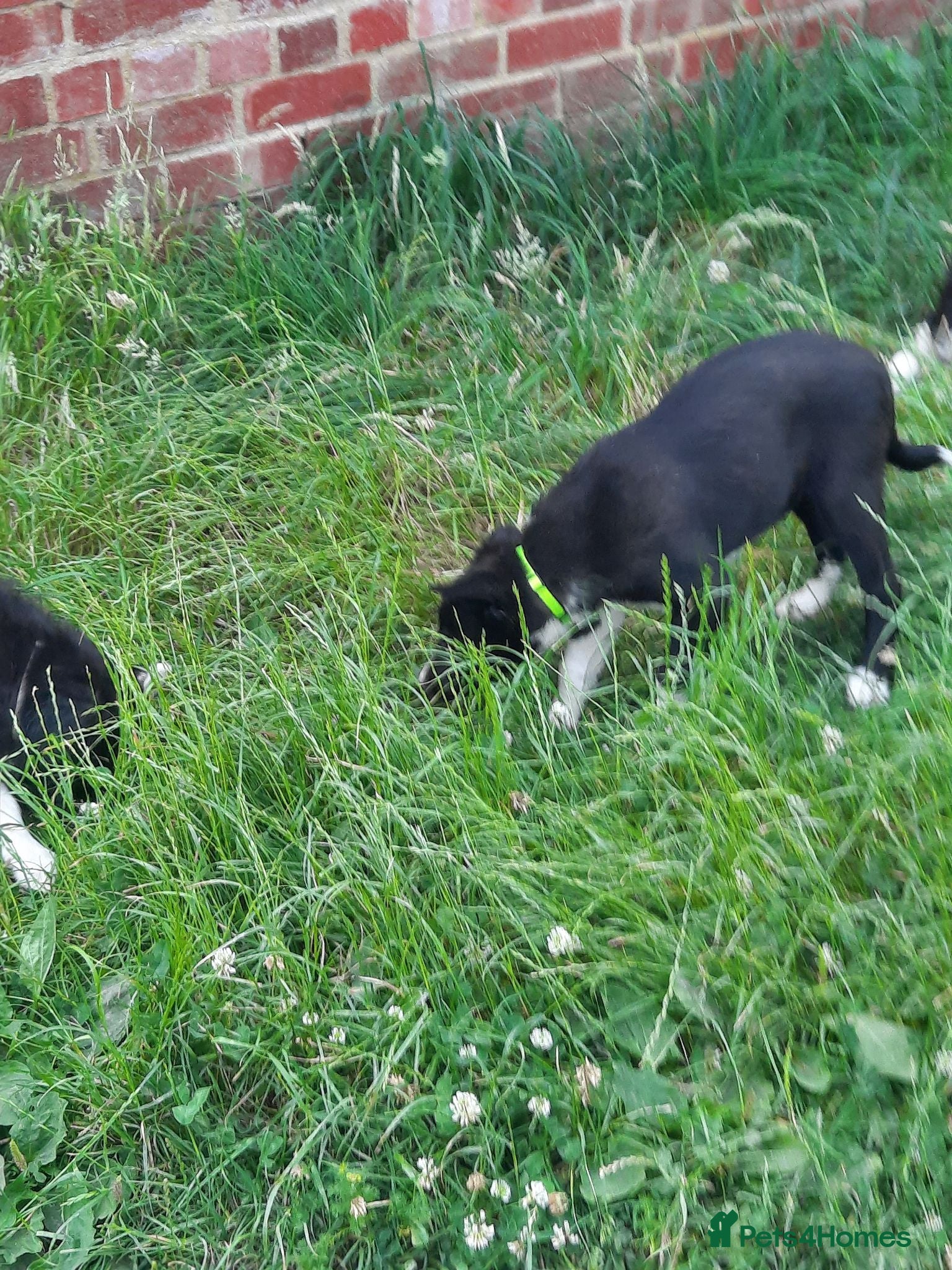 Border Collie dogs 4 adorable puppies for sale - Advert 2