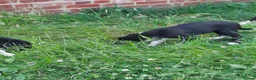 Border Collie dogs for sale: 4 adorable puppies for sale - Advert 2