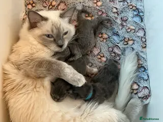 Ragcoon cats Beautiful Ragcoons - Advert 1