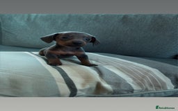 Miniature Dachshund dogs for sale: Micro mini dachshund  - Image 5