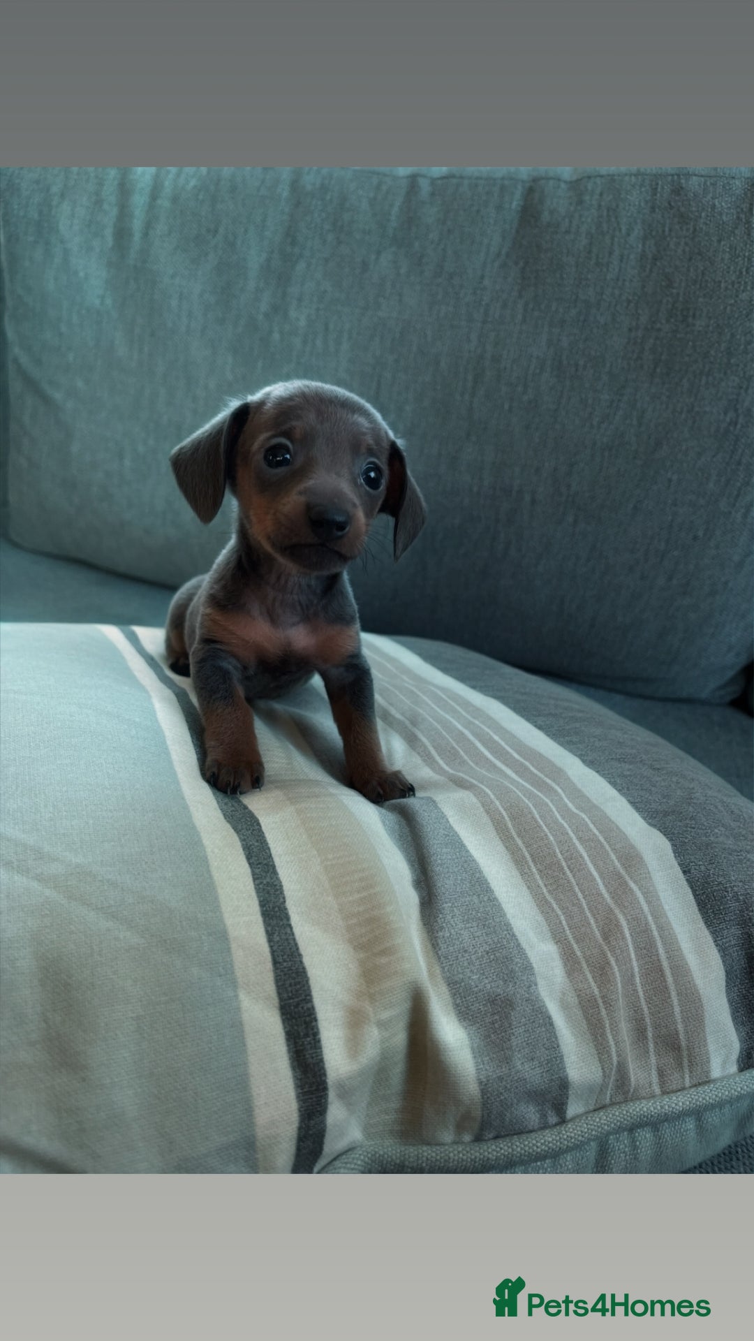 Miniature Dachshund dogs for sale: Micro mini dachshund  - Image 5