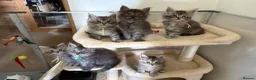 Maine Coon cats for sale: Beautiful TICA Registered Maine Coon Kuttens  - Advert 8