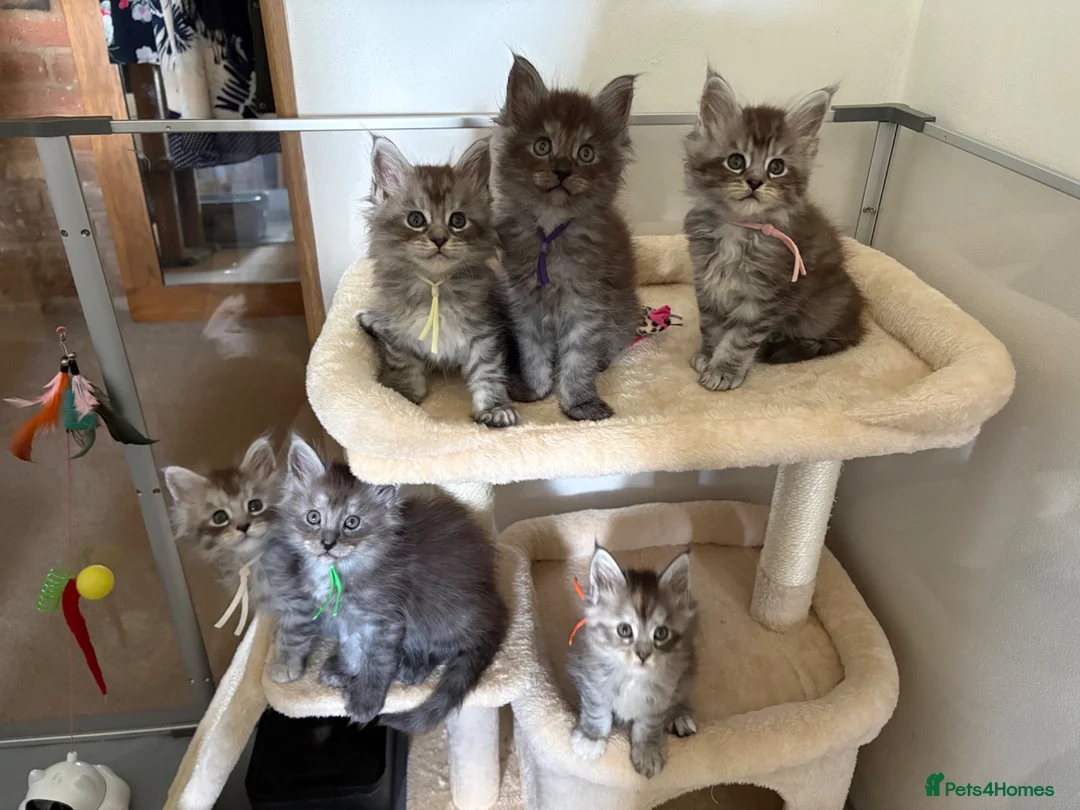 Maine Coon cats for sale: Beautiful TICA Registered Maine Coon Kuttens  - Advert 8