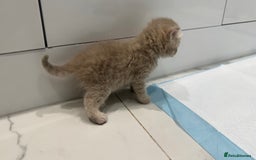 Scottish Fold cats for sale: Pedigree Scottish fold and straight kittens - Image 11