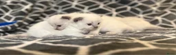 Ragdoll cats for sale: Ragdoll-cotton balls  - Advert 22