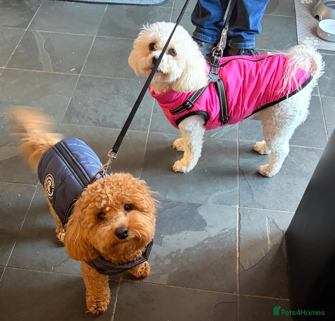 Mixed Breed dogs for sale: 5 Beautiful Poochon Puppies For Sale - Advert 9