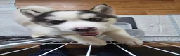 Siberian Husky dogs for sale: EBONY / ARYA SIBERIAN HUSKYS READY TO LEAVE  - Advert 10