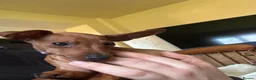 Miniature Pinscher dogs for sale: Stunning KC Miniature Pinscher puppies - Advert 29
