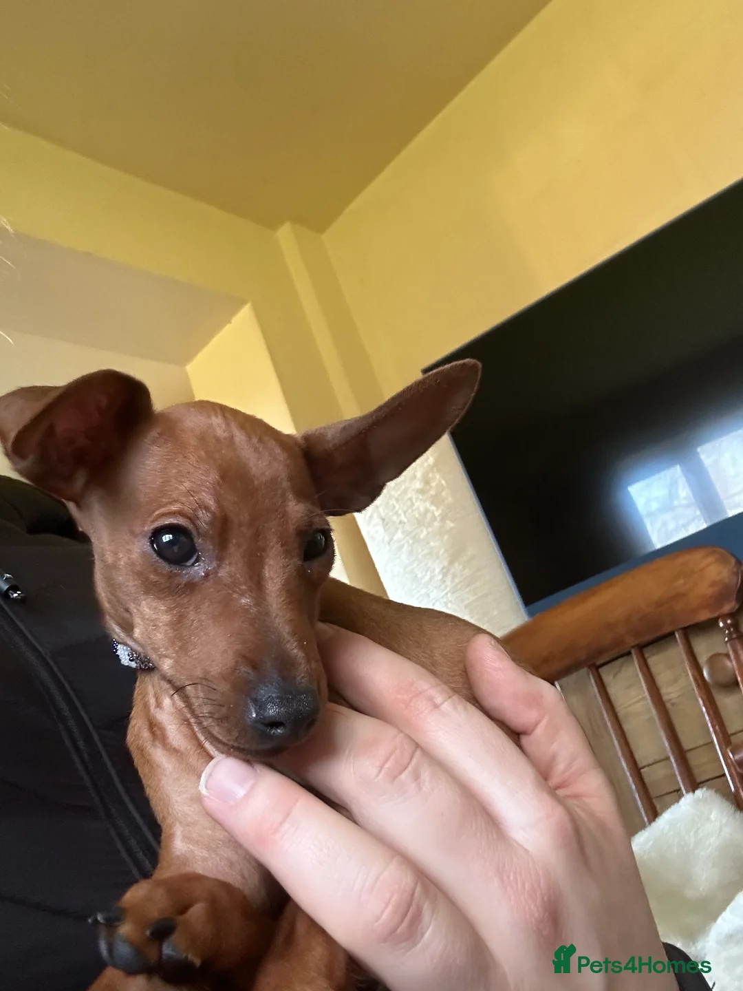 Miniature Pinscher dogs for sale: Stunning KC Miniature Pinscher puppies - Advert 29
