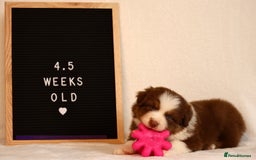 Australian Shepherd dogs for sale: KC Australian Shepherd Puppies  - Image 7