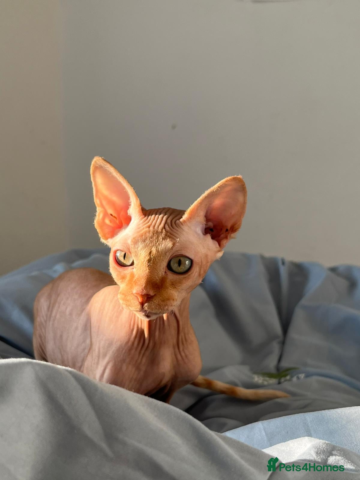 Sphynx cats MEET SUSHI THE SPHYNX - Advert 1