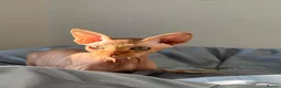 Sphynx cats for sale: MEET SUSHI THE SPHYNX - Advert 1