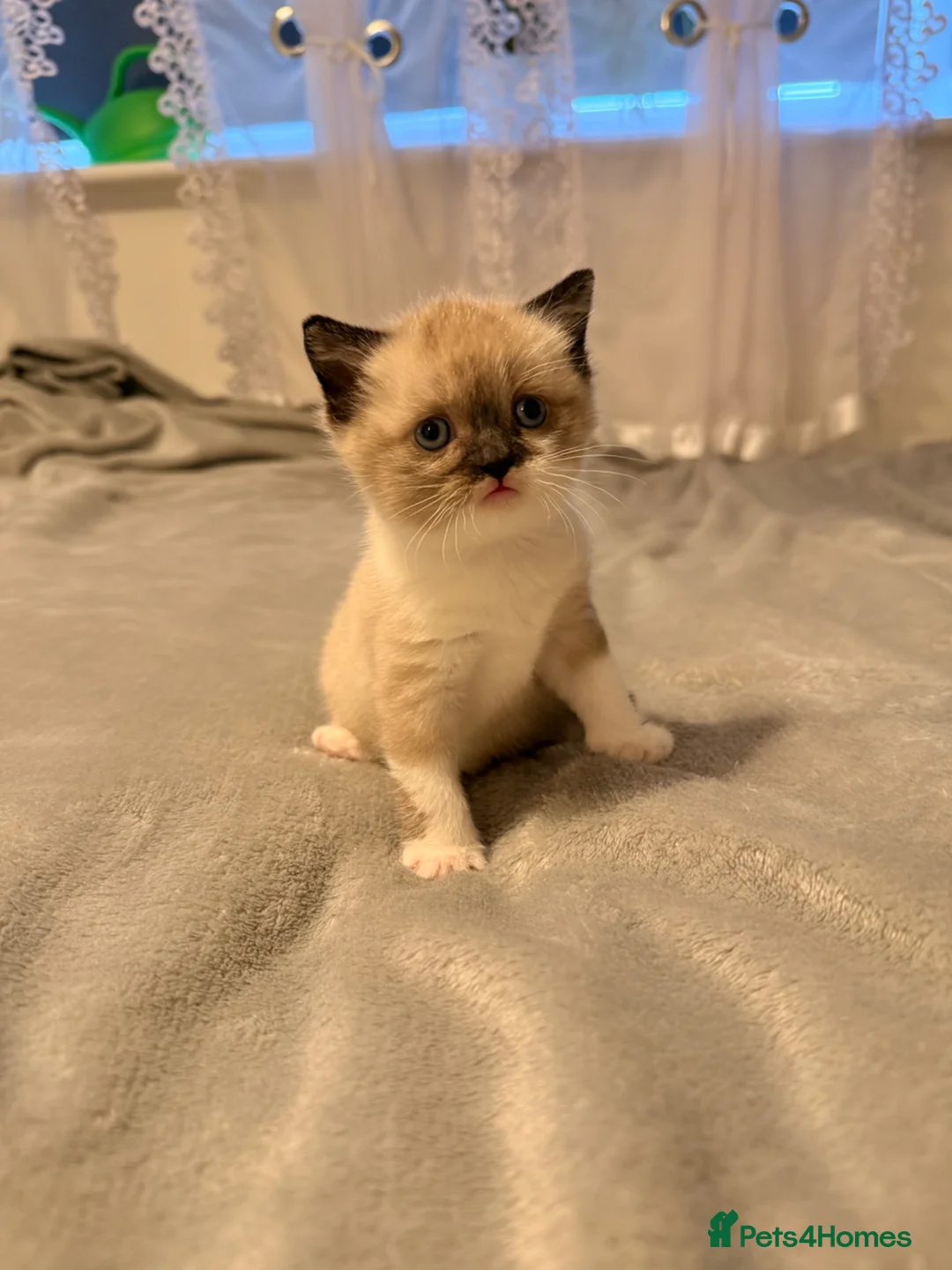 Ragdoll cats for sale: Beautiful Ragdoll mix with Siamese female kitten! in Walsall - Advert 8