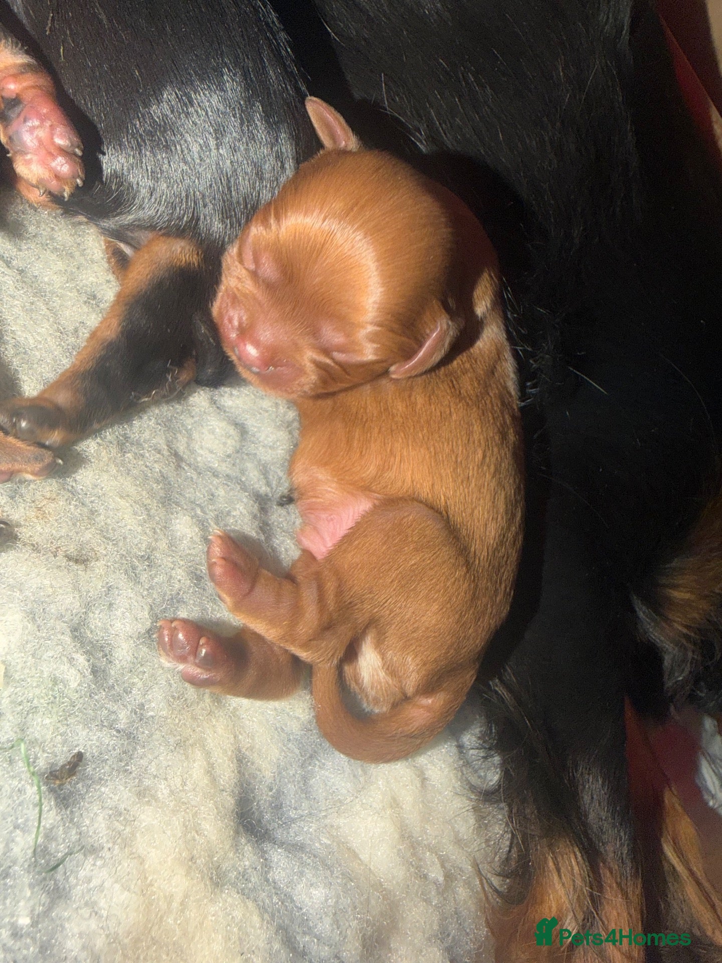 Cavalier King Charles Spaniel dogs Cavalier King Charles puppies - Advert 9
