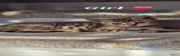 Mixed Breed cats for sale: Playful & Loving Bengal Cross Kittens in Berwick-upon-Tweed - Advert 6