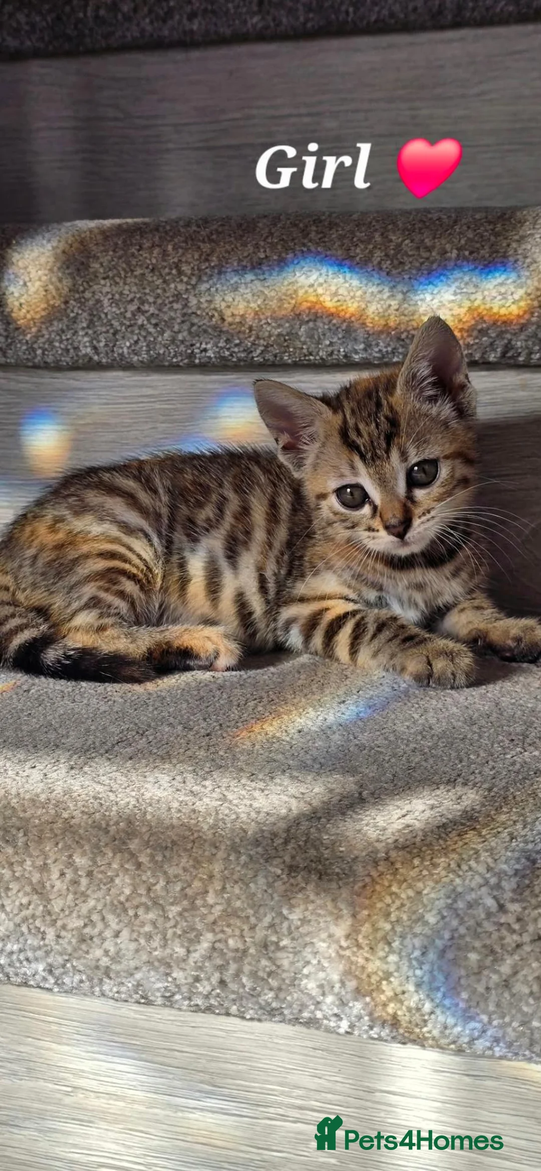 Mixed Breed cats for sale: Playful & Loving Bengal Cross Kittens in Berwick-upon-Tweed - Advert 6